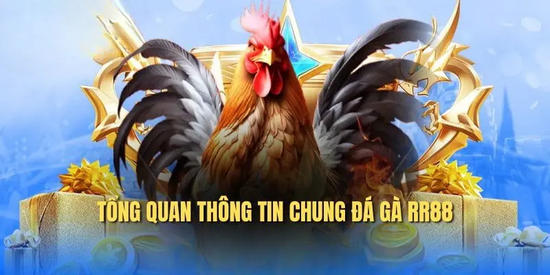 Giới thiệu về đá gà trên nền tảng RR88